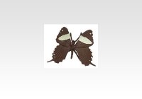 Butterfly (Anaea Clytemnestra)
