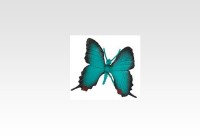 Butterfly (Evenus Regalis)