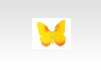 Butterfly (Orange Barred Sulphur)