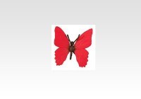 Butterfly (Red Glider)