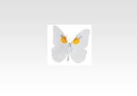 Butterfly (White Angled Sulphur)