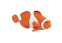 Clown Anemonefish
