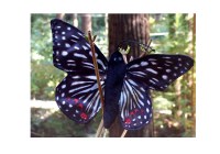 Finger Puppet Butterfly Checkerspot