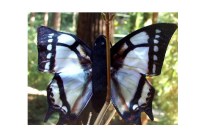 Finger Puppet Butterfly Swallowtail