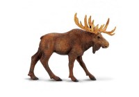 Moose